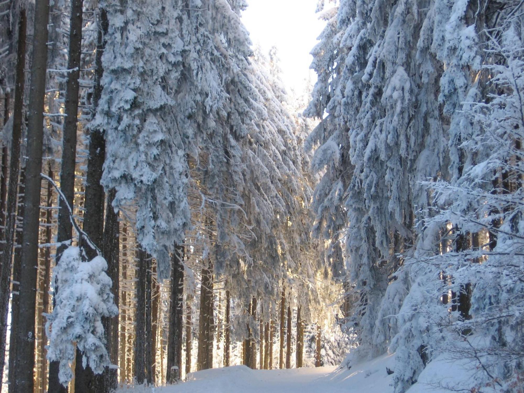 Apartmenthaus - Haus Am Schultal, Braunlage Kültér fotó